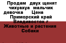 Продам.,двух щенят чихуахуа  мальчик, девочка.  › Цена ­ 7 000 - Приморский край, Владивосток г. Животные и растения » Собаки   